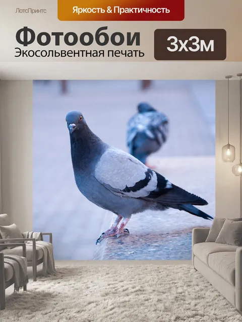 Фотообои Голубь