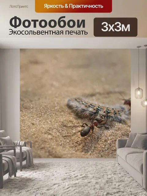 Фотообои Муравьи