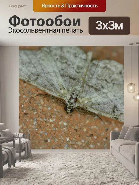 Фотообои Моль