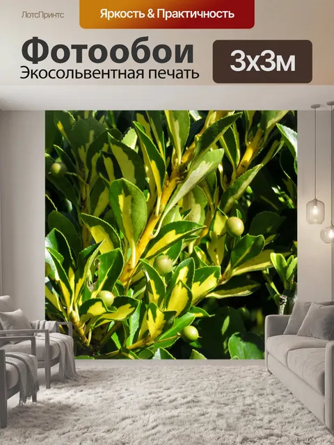Фотообои Цветы
