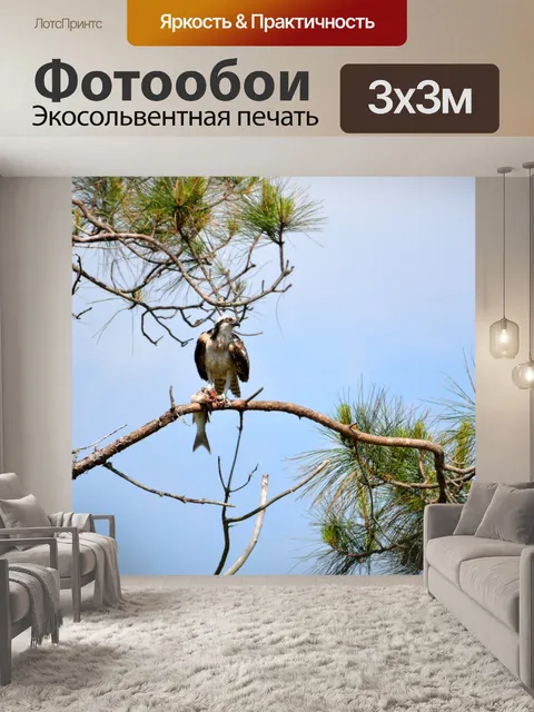Фотообои Скопа в дикой природе