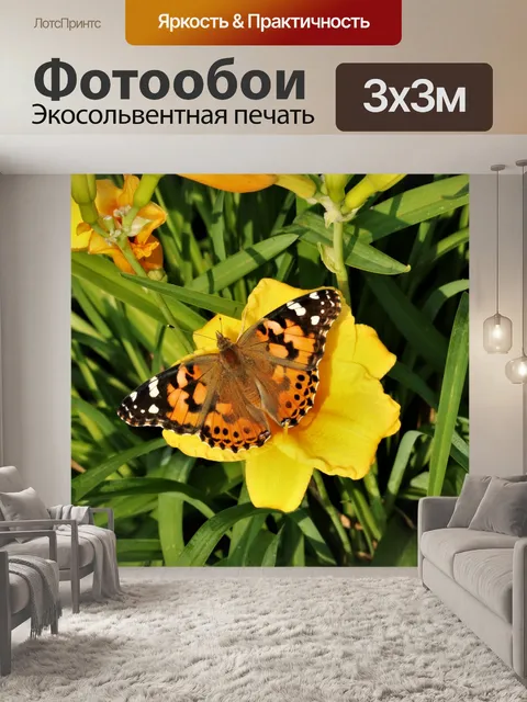 Фотообои Американская леди бабочка крупным планом