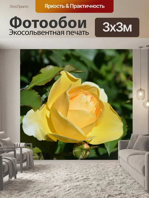 Фотообои Роза
