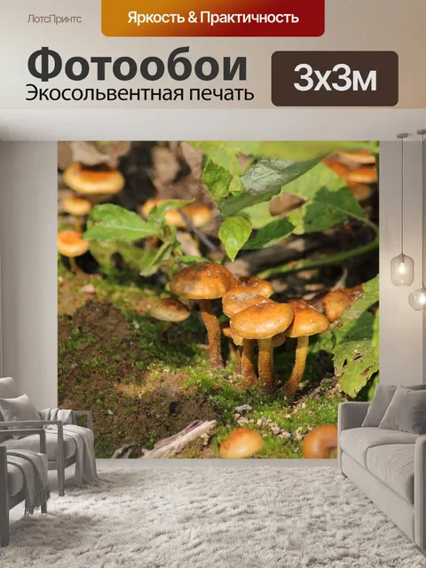 Фотообои Гриб