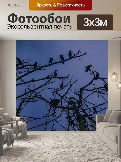 Фотообои Silhouetted Cormorant Birds