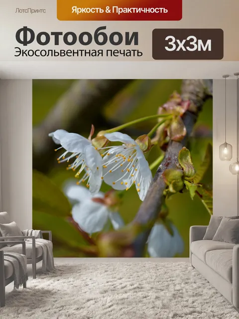 Фотообои Вишни в цвету
