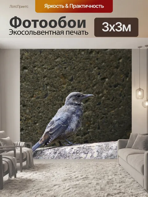 Фотообои Животное