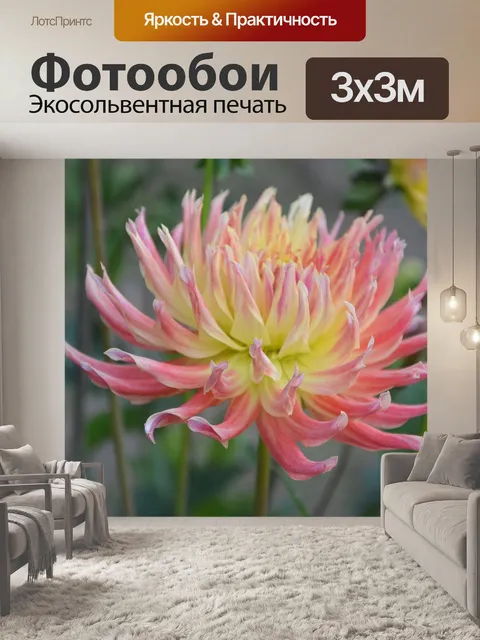 Фотообои Анемон