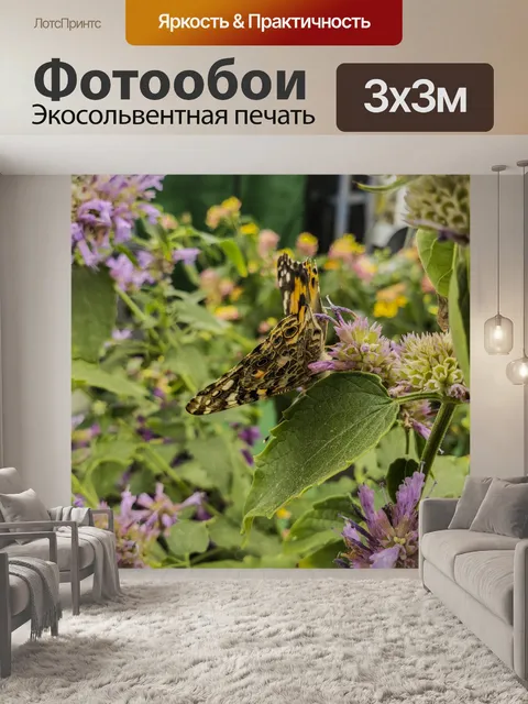 Фотообои Окрашенная лесистая бабочка Нижняя сторо