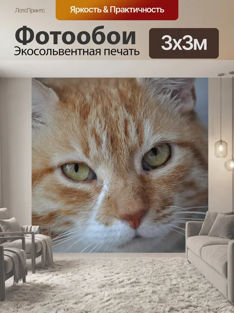 Фотообои Кошка