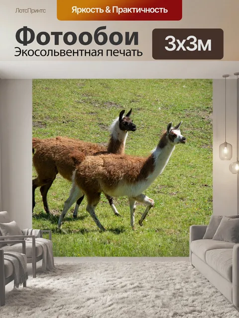 Фотообои Лам