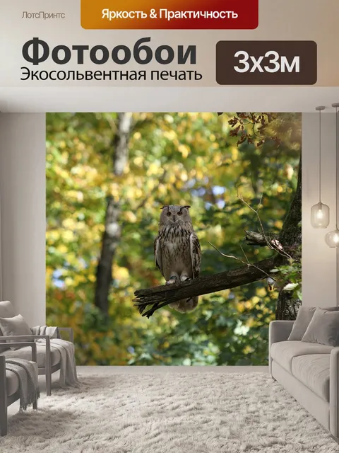 Фотообои Сова