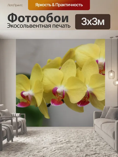 Фотообои Орхидеи