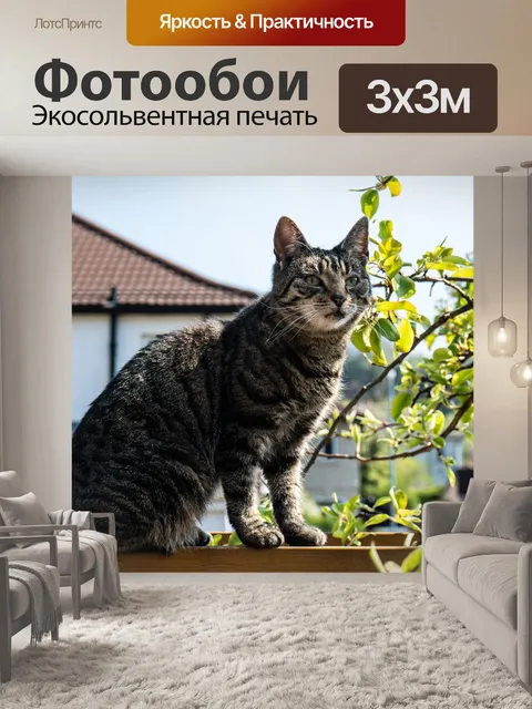 Фотообои Кошка