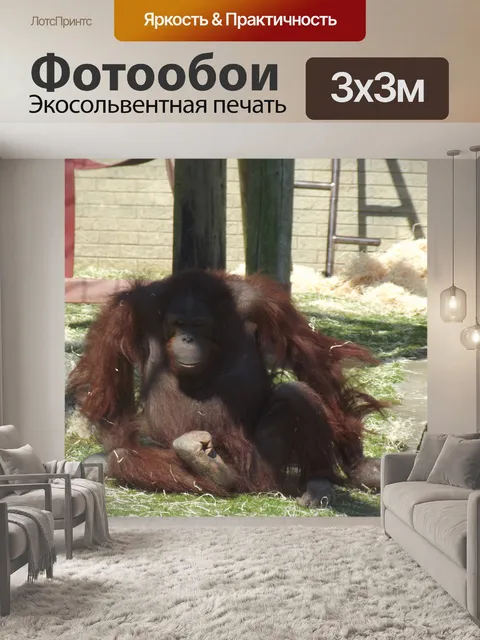 Фотообои Борнео Орангутанг