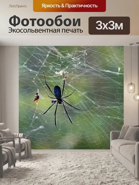 Фотообои Спинная сторона паука-ткача сфер