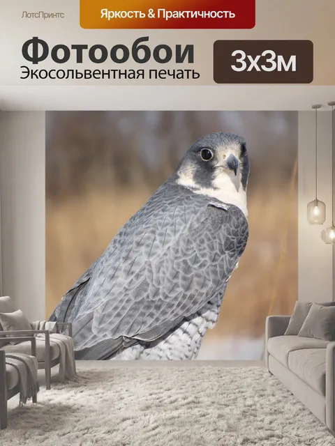 Фотообои Сапсан