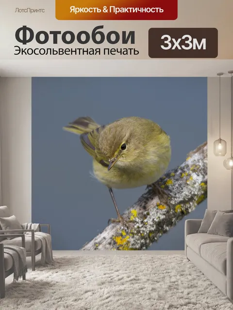 Фотообои Певчая птица