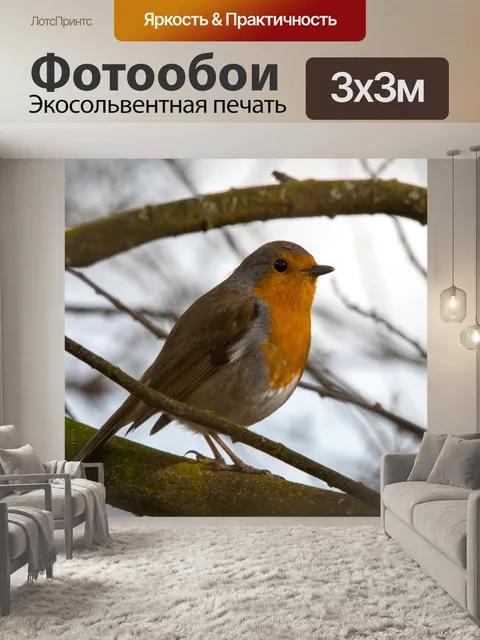 Фотообои Робин Эритакус рубекула