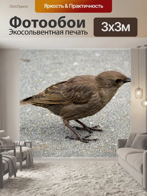 Фотообои Другой воробей