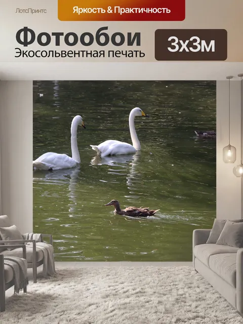 Фотообои Лебедь
