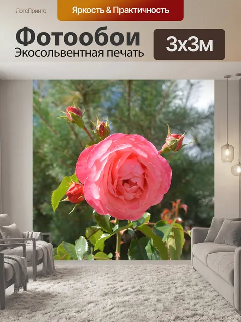 Фотообои Розы