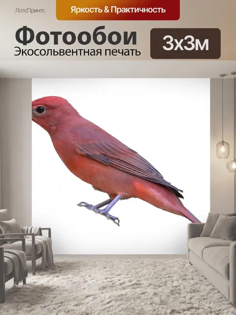 Фотообои Птица