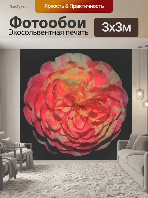 Фотообои Роза