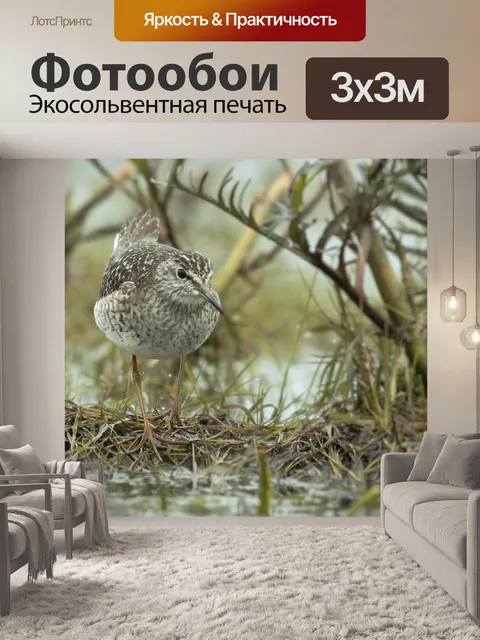 Фотообои Птица