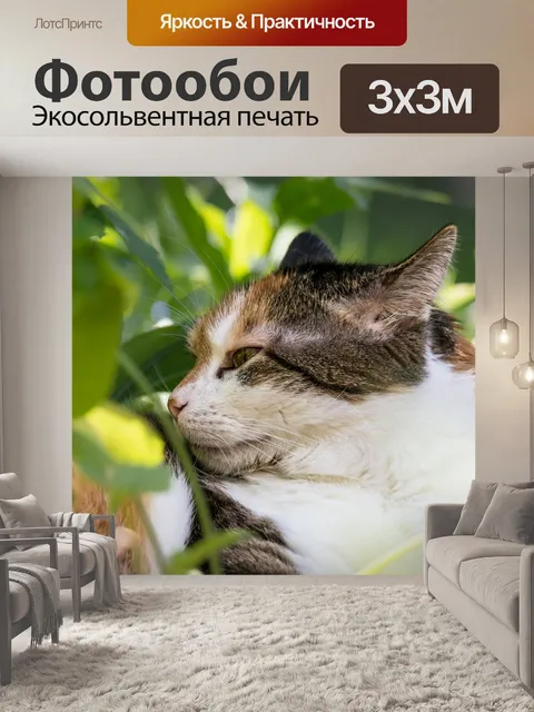 Фотообои Кот