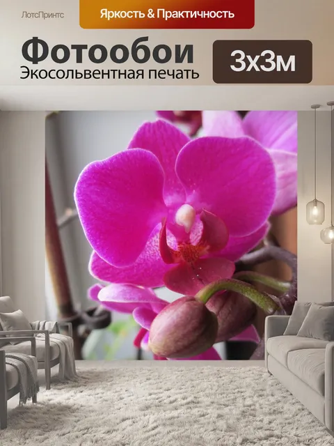 Фотообои Фаленопсис