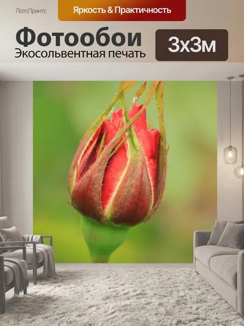 Фотообои Роза