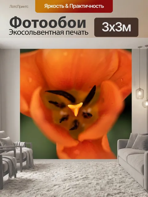 Фотообои Тюльпан