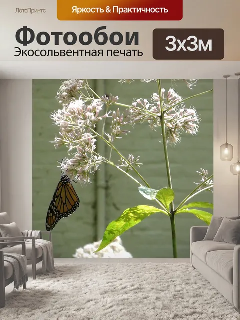 Фотообои Бабочка