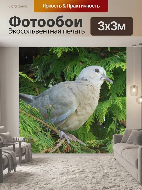 Фотообои Голубь