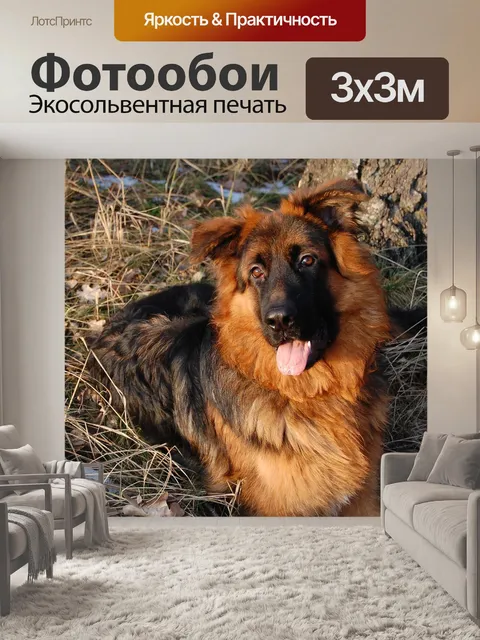 Фотообои Собака