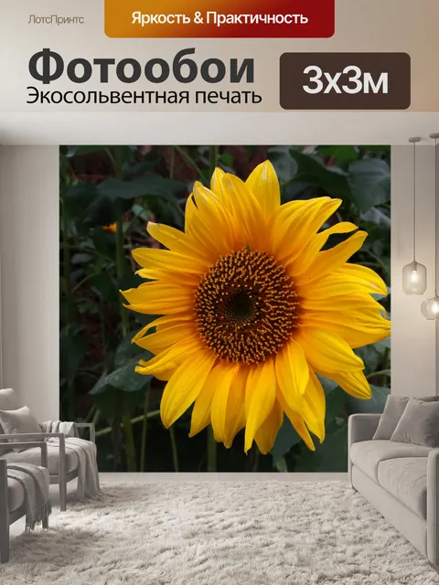 Фотообои Подсолнечник