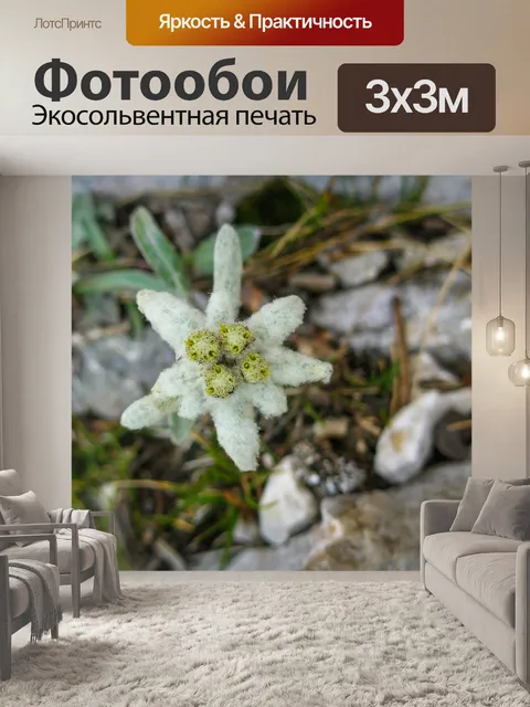Фотообои Эдельвейс