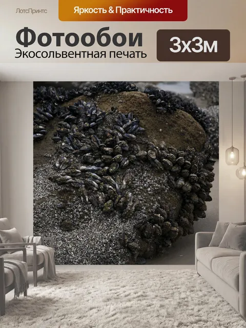 Фотообои Моллюски