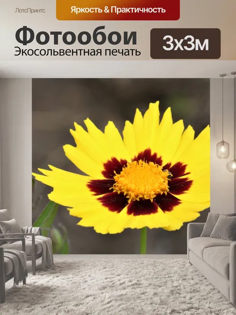 Фотообои Крупный цветок тикса кореопсис крупным п