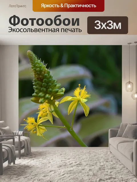 Фотообои раскрытые желтые соцветия на бульбинелле