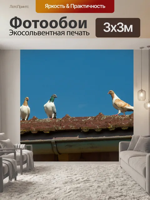 Фотообои Голубь
