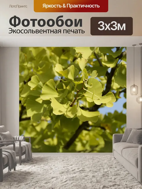 Фотообои Гинко