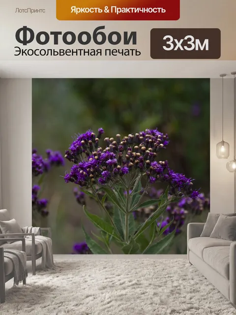 Фотообои Фиолетовые полевые цветы