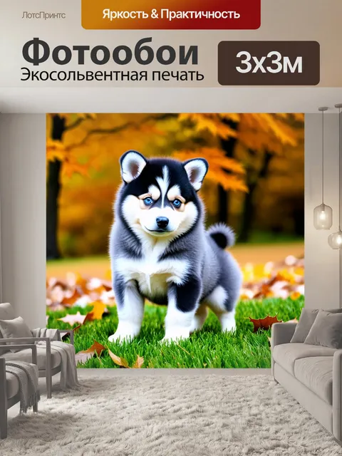 Фотообои Щенок породы помски, окрас черно-белый с серым, уши стоячие, глаза голубые, хвост пушистый, стоит на зеленой…