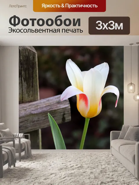 Фотообои Тюльпан