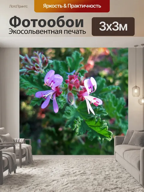 Фотообои герани цветочки