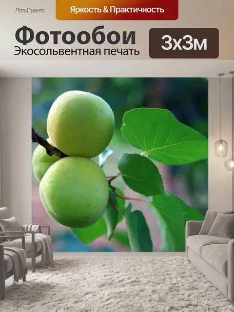 Фотообои абрикосы на веточке
