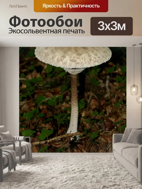 Фотообои Гриб