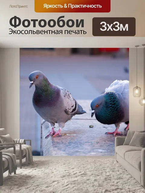 Фотообои Голубь